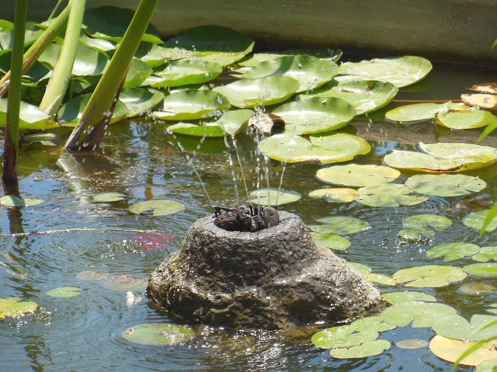 Malvarosa Giarre