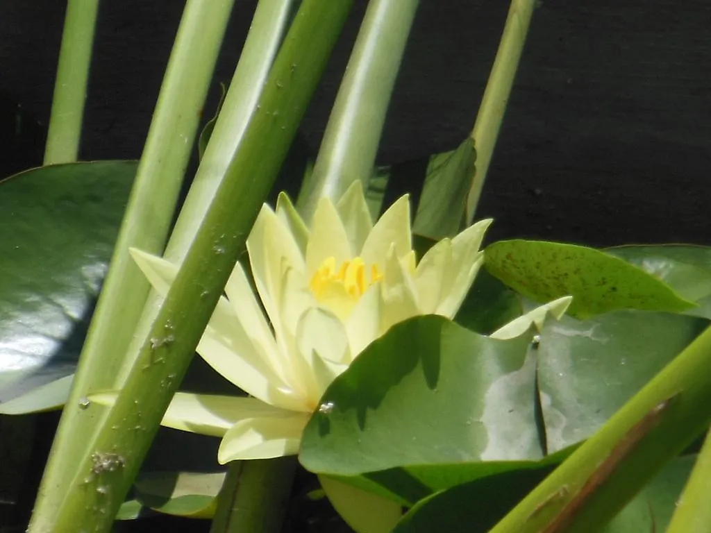 Malvarosa Giarre 3*,  Ιταλία